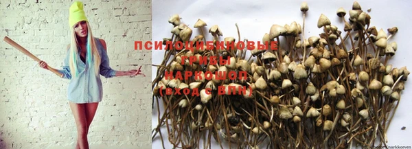 шишки Абинск